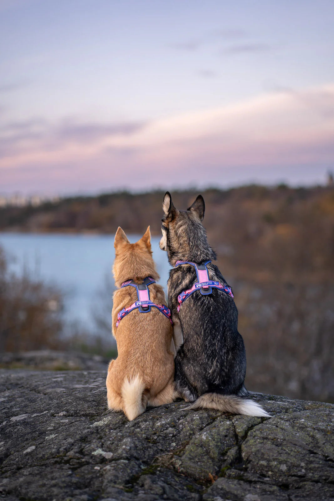 NON-STOP DOGWEAR LINE HARNESS 5.0 RACHEL POHL LTD
