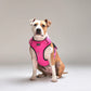 Streetdog Arnés Comfort para Perros Pink