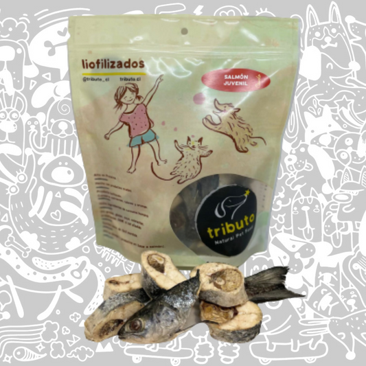 TRIBUTO SNACK CRUDO SALMÓN JUVENIL