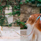 ZEE.DOG GALAXY FLYHARNESS