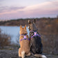 NON-STOP DOGWEAR LINE HARNESS 5.0 RACHEL POHL LTD