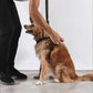 ZEE.DOG GLITCH ERROR 502 DOG H HARNESS
